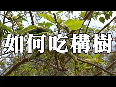 構樹功效|構樹,構樹的功效與作用